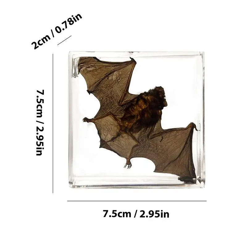 Real Animal Specimen Bat Specimen In Resin Tabletop Decor Acrylic Ornament Enlightening Educational Piece For Bookshelf Display