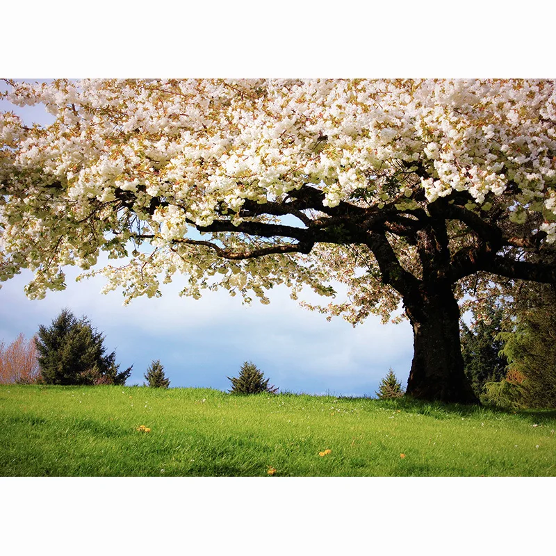 SHENGYONGBAO Lễ Tình Nhân Hoa Hồng Hoa Nền Chụp Ảnh Sinh Nhật Cưới Trẻ Em Hình Phông Nền Phòng Thu 210314RAI-03