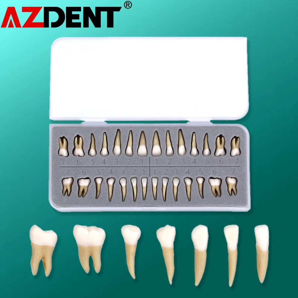 1:1 Dental 28 Pcs Demonstration Permanent Teeth Teach Model Implant Dentist Practice Product