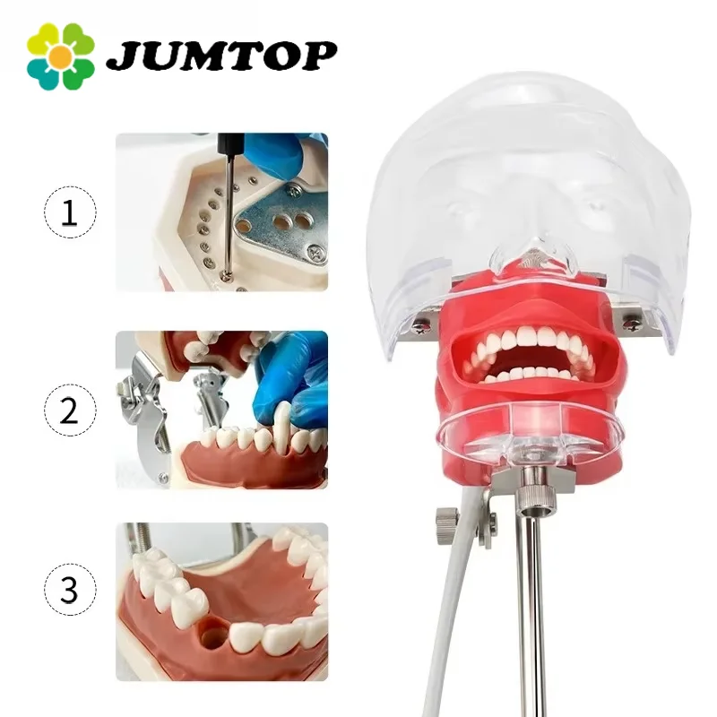 JUMTOP Dental Simulation Head Mold with 28Pcs Teeth Clamp Table Type Manikin Phantom