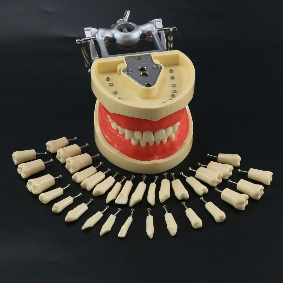 Dental Typodont Model 32 Removable Screw-in Teeth Soft Gums for Kilgore Nissin