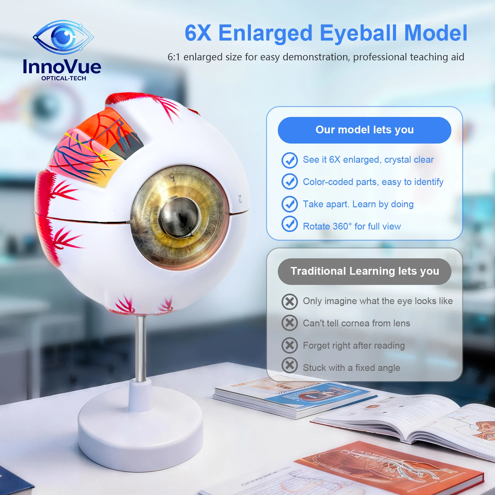Anatomical Eye Model with Removable Components Detailed Imitative Eye for Medical Education And Ophthalmology Training