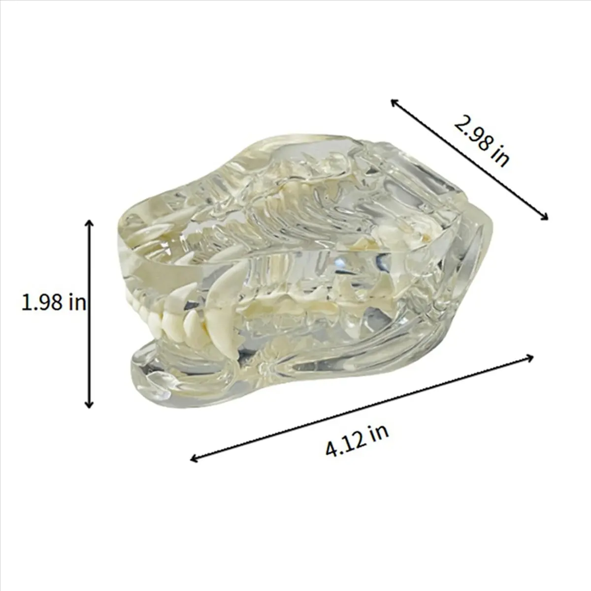 Power Tool Sets 2X Transparent Canine Teeth Anatomical Model Dental Animals Oral Tooth Jaw for Veterinary Educational Tool (Dog)