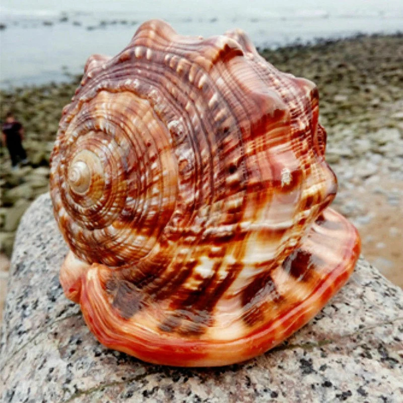 Natural Mouth Helmet Conch Shell Coral Sea Snail Fish Tank Adorn Ornament 1Pcs-AT48