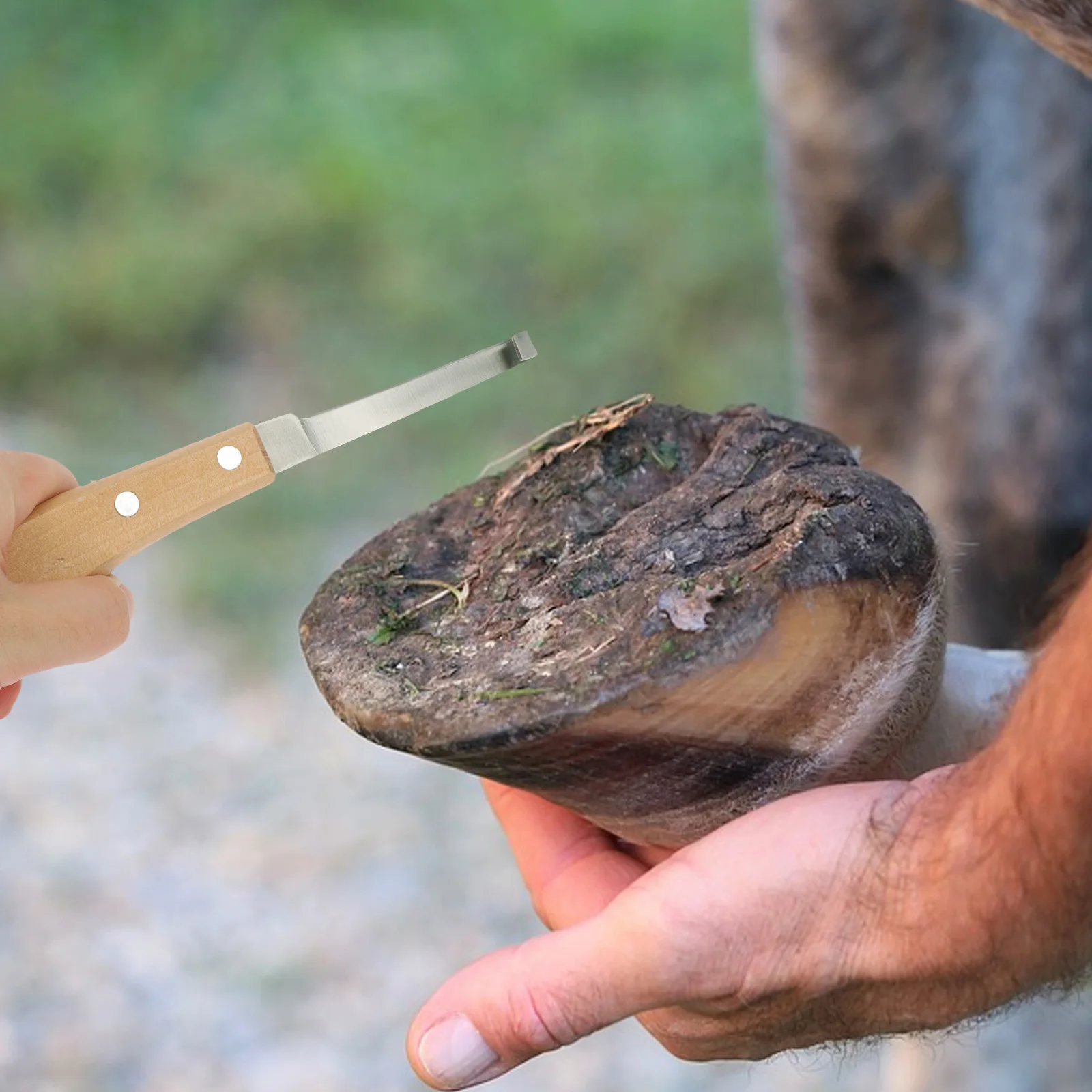

2 pcs Hoof Trimming Kit Cattle Horse Donkey Sheep Right H Knives Durable Carbon Steel Portable Practical Pet Supplies