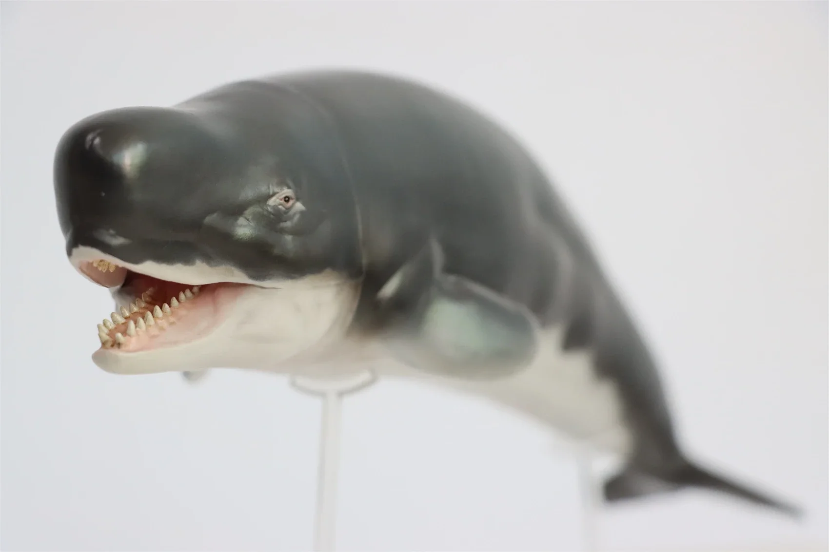 PNSO Prehistoric Dinosaur Model 56 Requena The Livyatan Collection Science Education Sperm Whale Animal Decoration Toys