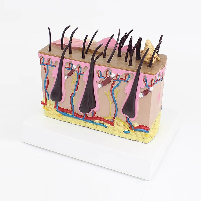 Pathological Dog Insect Bite Skin Anatomy Model Canine Hair Follicle Skin Structure Medical Teaching Model