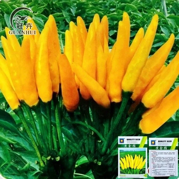 Golden Finger Pepper Millet Seeds Yellow Pepper Seeds Nutrition cious Balcony Courard Spring and Autumn Broadcast