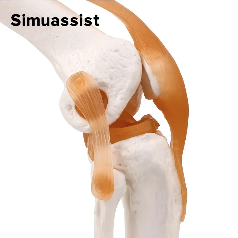 1:1 Flexible Knee Joint Model with Ligaments and Base Femur Tibia and Fibula Bone Anatomy Model Medical Teaching