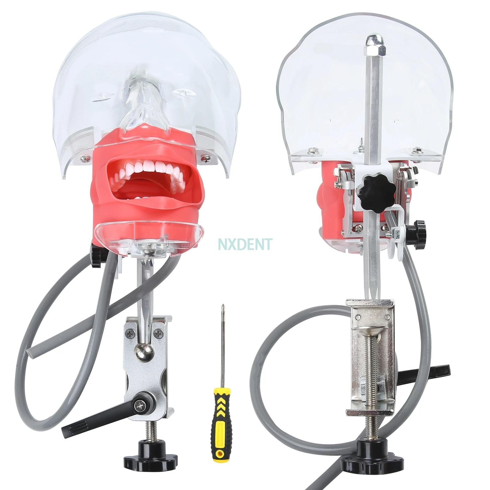 

1pcs Dental Simulator Phantom Head for Dentist Education Dentist Teaching /Simple Head Model Phantom for Training Apparatu