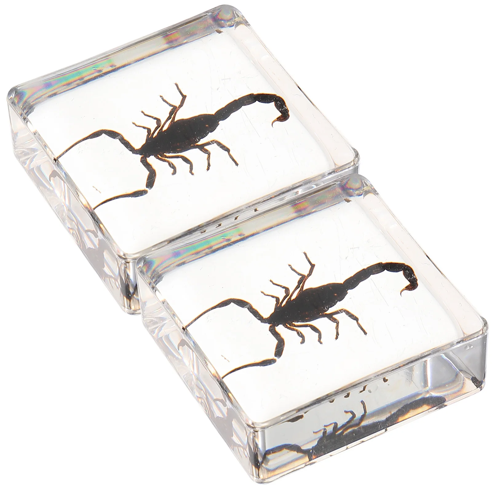 

2Pcs Resin Insect Specimen Multifunctional Paperweight Square Resin Ornament Decorative Desktop Adornment Insect Paperweight