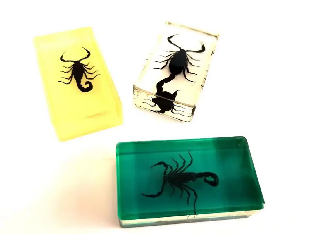 

3 pcs Unique Design Insect Paperweight Real Black Scorpion Mixed Back Entomologist Gift Jewelry