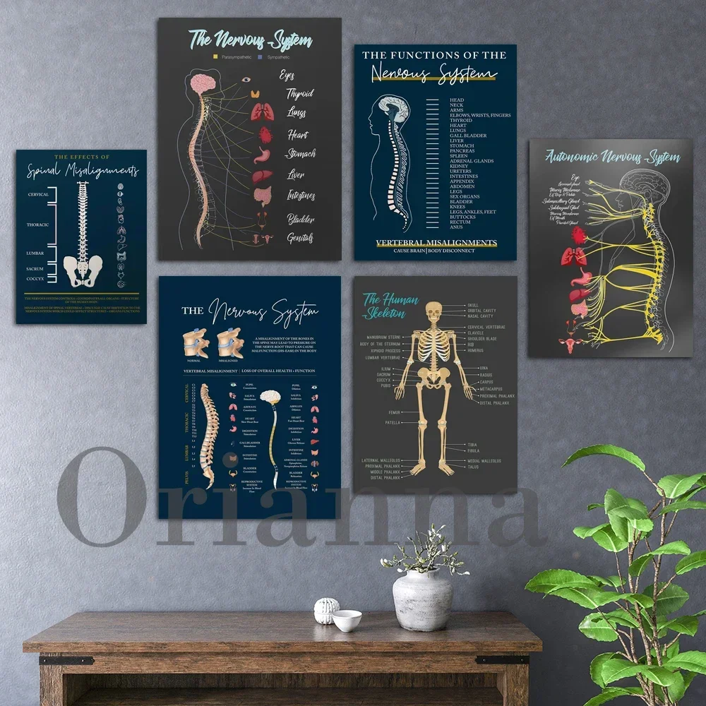 The Functions Of Nervous System Spinal Nerve Chart Chiropractic Canvas Nervous System Healing Pain Anatomy Print Poster