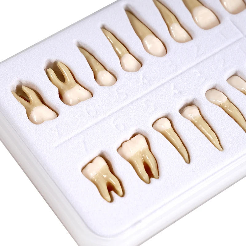 28 قطعة نموذج لشكل الأسنان الدائم محاكاة 1: 1 نموذج أسنان معزول مع الجذر القياسية الكبار أدوات الدراسة التدريس التشريحي