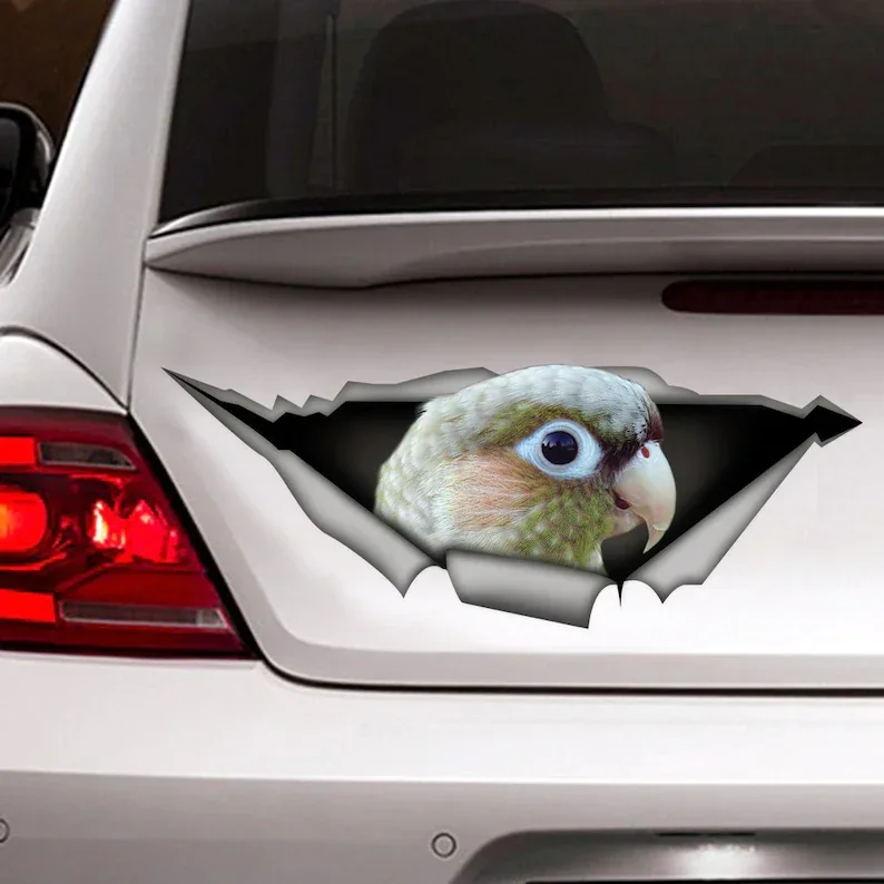 

green-cheek cinnamon conure Car decal, green-cheek cinnamon conure decal