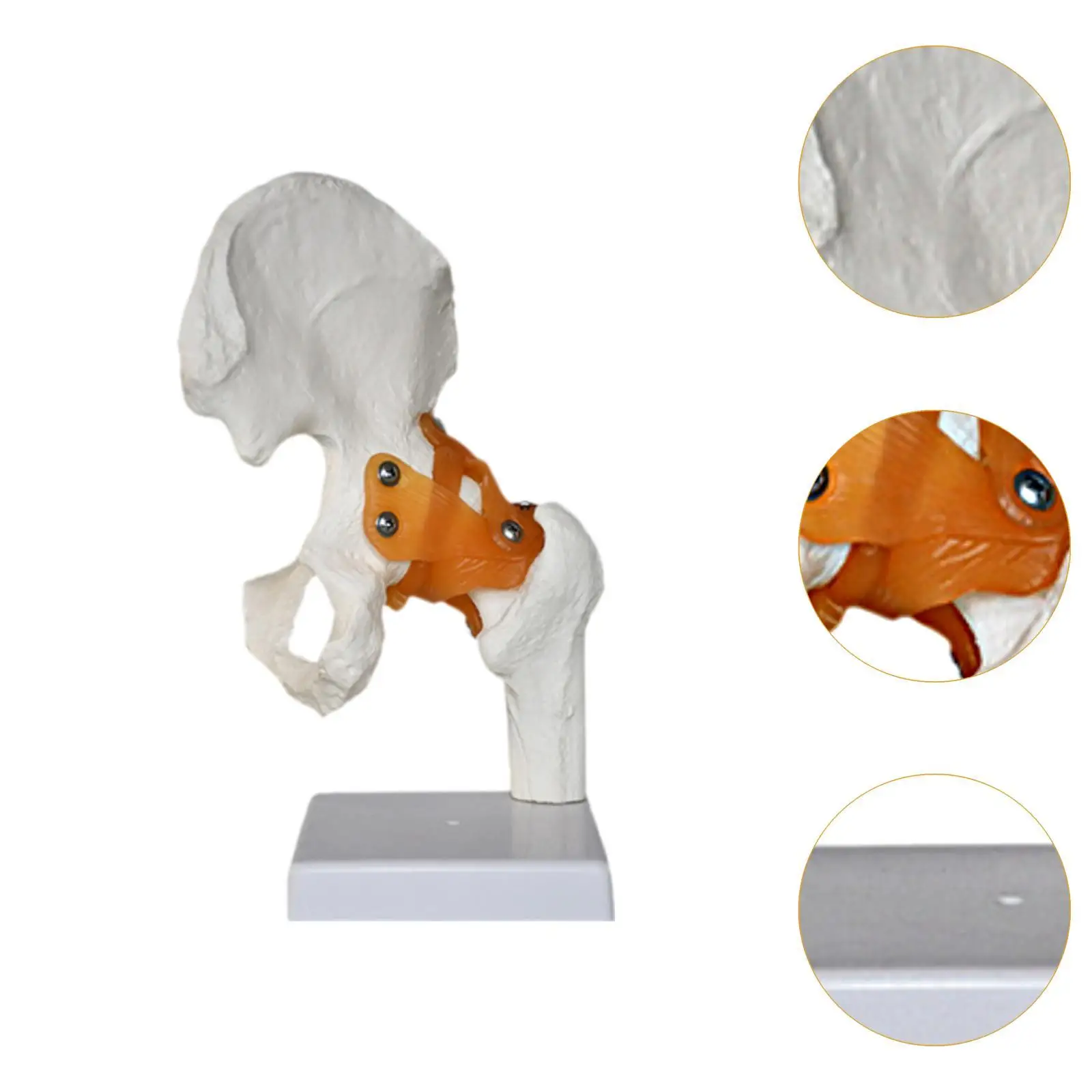 Modelo de articulación de cadera humana con ligamentos, educativo médico, ayuda de enseñanza ligera y resistente, ciencia realista para exhibición