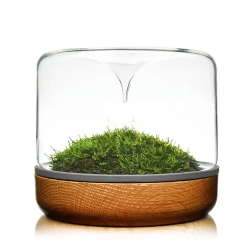 زجاجة Geonature Momo-M هندسية طبيعية متوسطة الطحلب ذات مناظر طبيعية صغيرة من الخشب الصلب