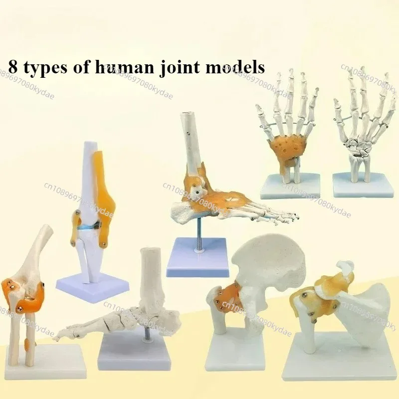 Human Joint Model Knee/shoulder/elbow/hand/foot/hip Joint Bone Model and Ligament Medical Teaching Supplies