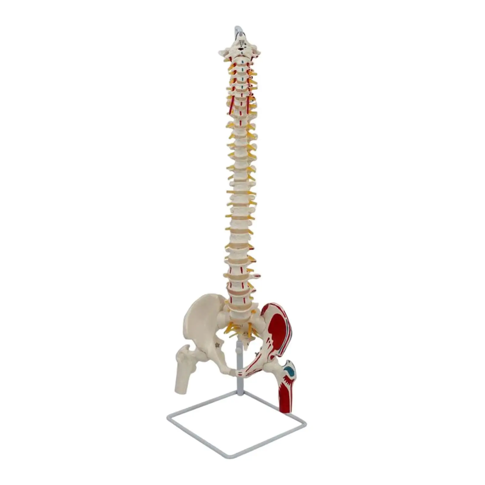 Flexible Human Spine Pelvis Model Scientific PVC Life Size Colored Vertebrae Nerves Arteries for Medical Education Display Use