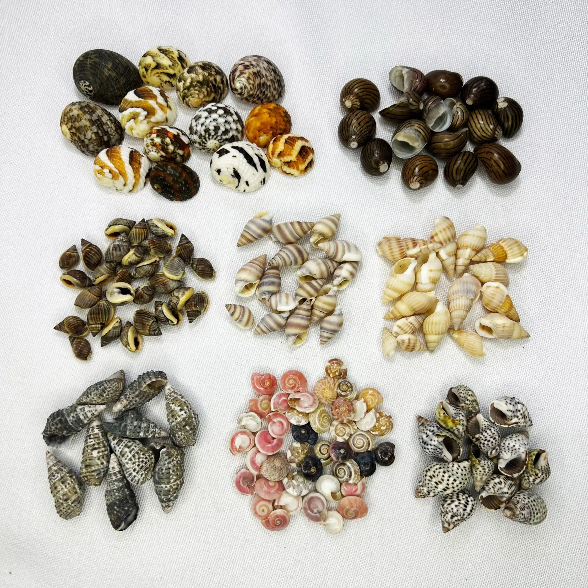 Natural Seashells and Starfish - Aquarium Decor DIY, Marine Educational Toys for Kids, Ocean Themed Craft Materials, Seaweed Dis