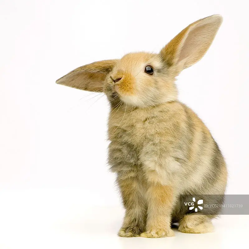 

EMAX Pro series 2810 950KV 1150KV 3-6S brushless motors are suitable for 7-inch to 8-inch FPV remote-controlled racing drones.