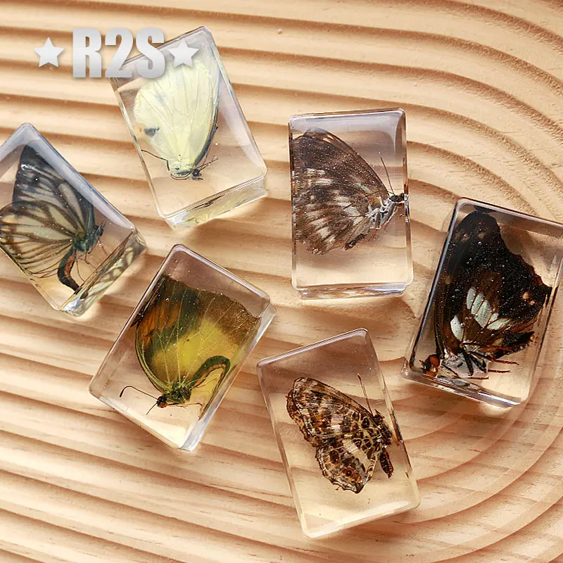 6 Pcs a lot  Insect in Resin Specimen Bugs Collection Paperweights Arachnid Resin Spec  decoration accessories butterfly beetles