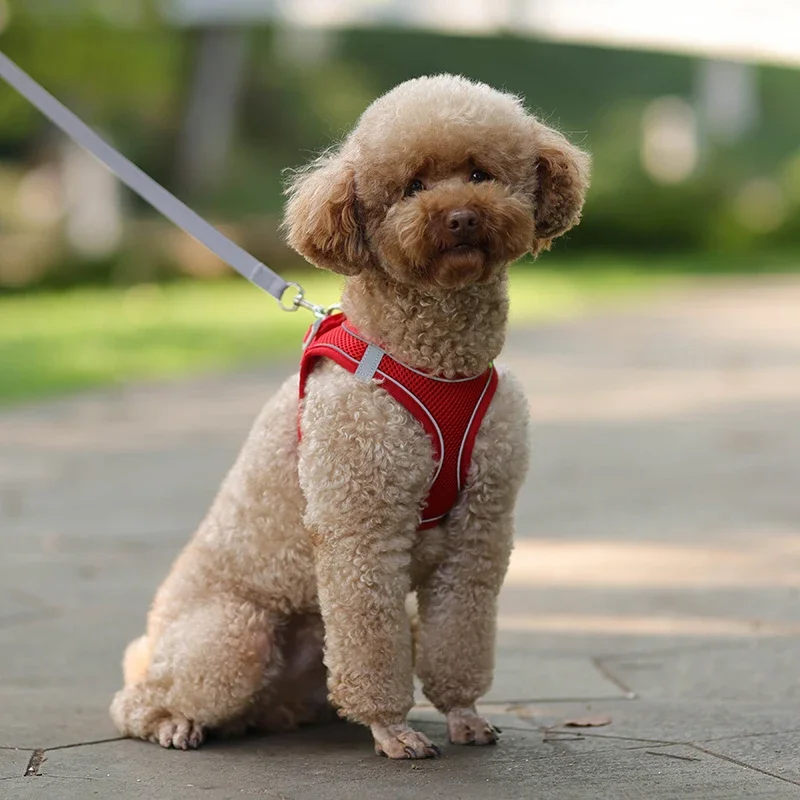 Conjunto de chaleco y correa de malla para perros pequeños, arnés ajustable para cachorros y gatos, correa de pecho para caminar al aire libre,