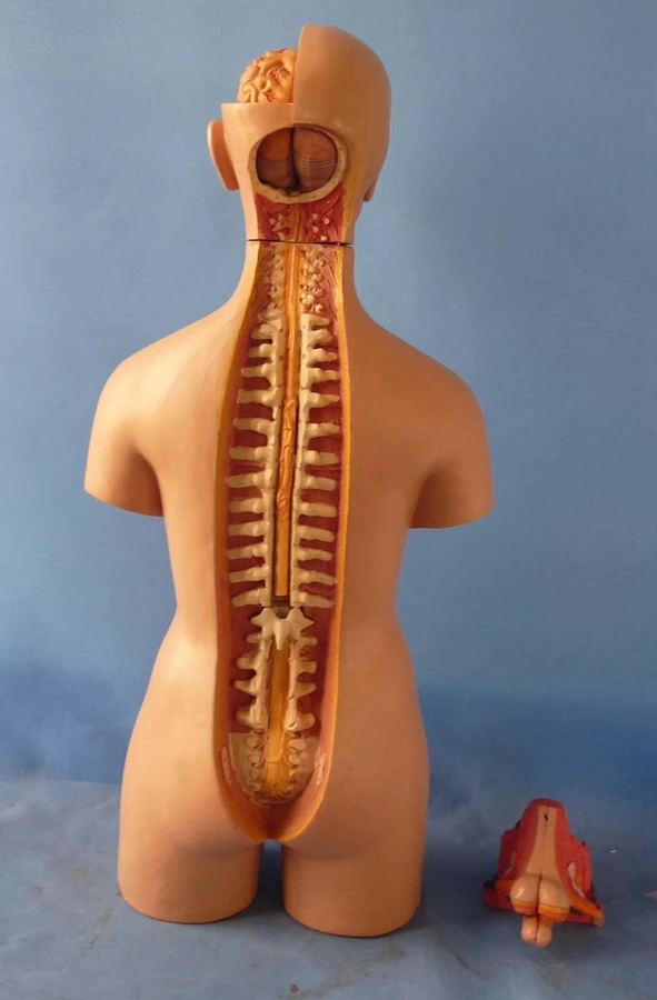 55cm Human Torso Model Assembled Medical Model Human Anatomy Body Bisexual Anatomical Model Assembly Science Educational Toys