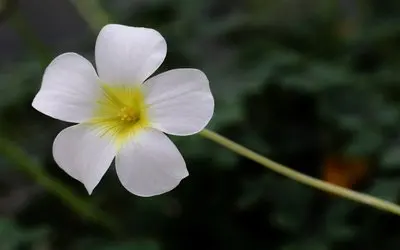 

14.8V 4800mAh Battery For eufy RoboVac 15C 15T 25C 30 30C 35C MAX G10 G15 G20 G30 Hybrid Edge Robot Vacuum Cleaner Parts