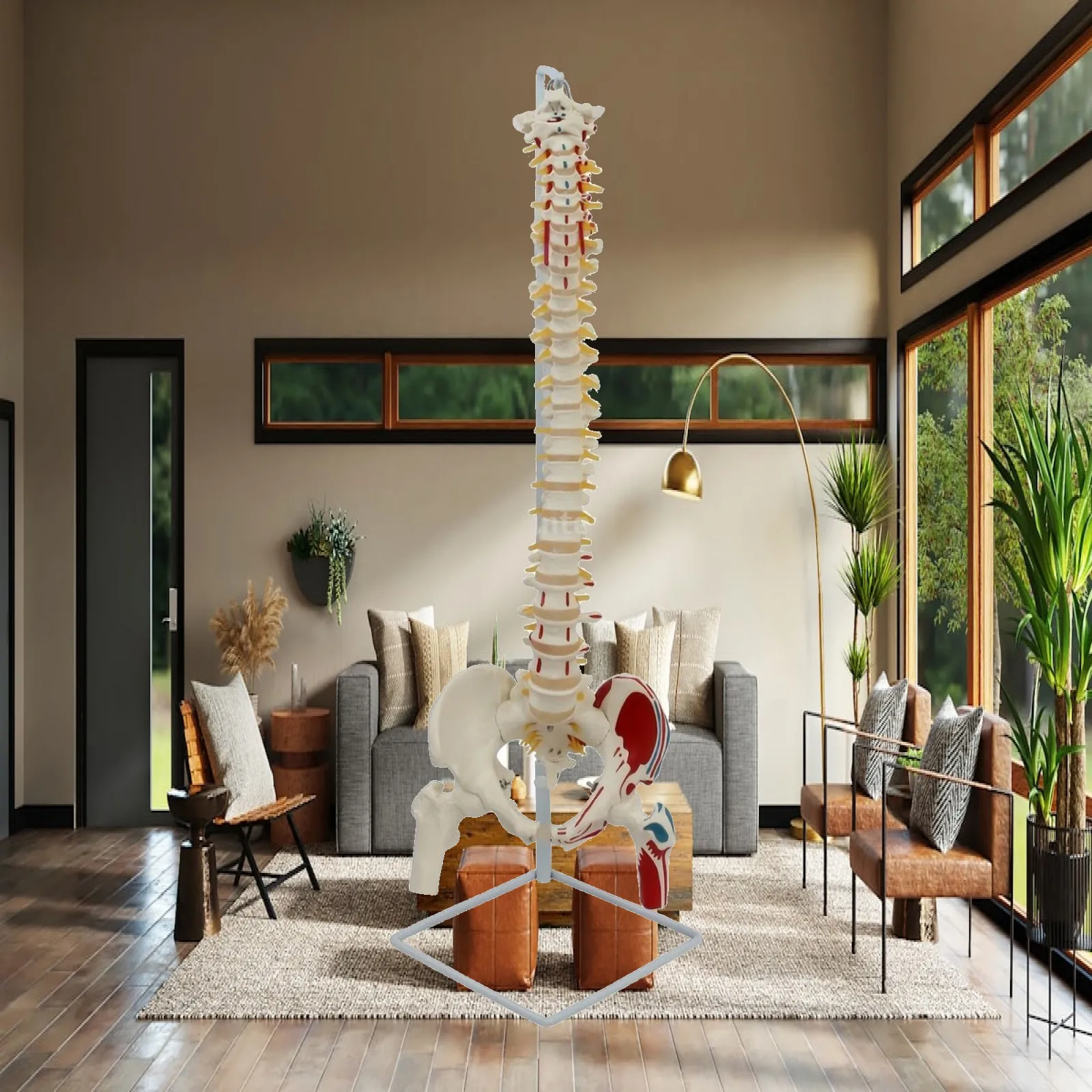 Structural Spine Model with Femur Dissection-Style Spine Model with Pelvis