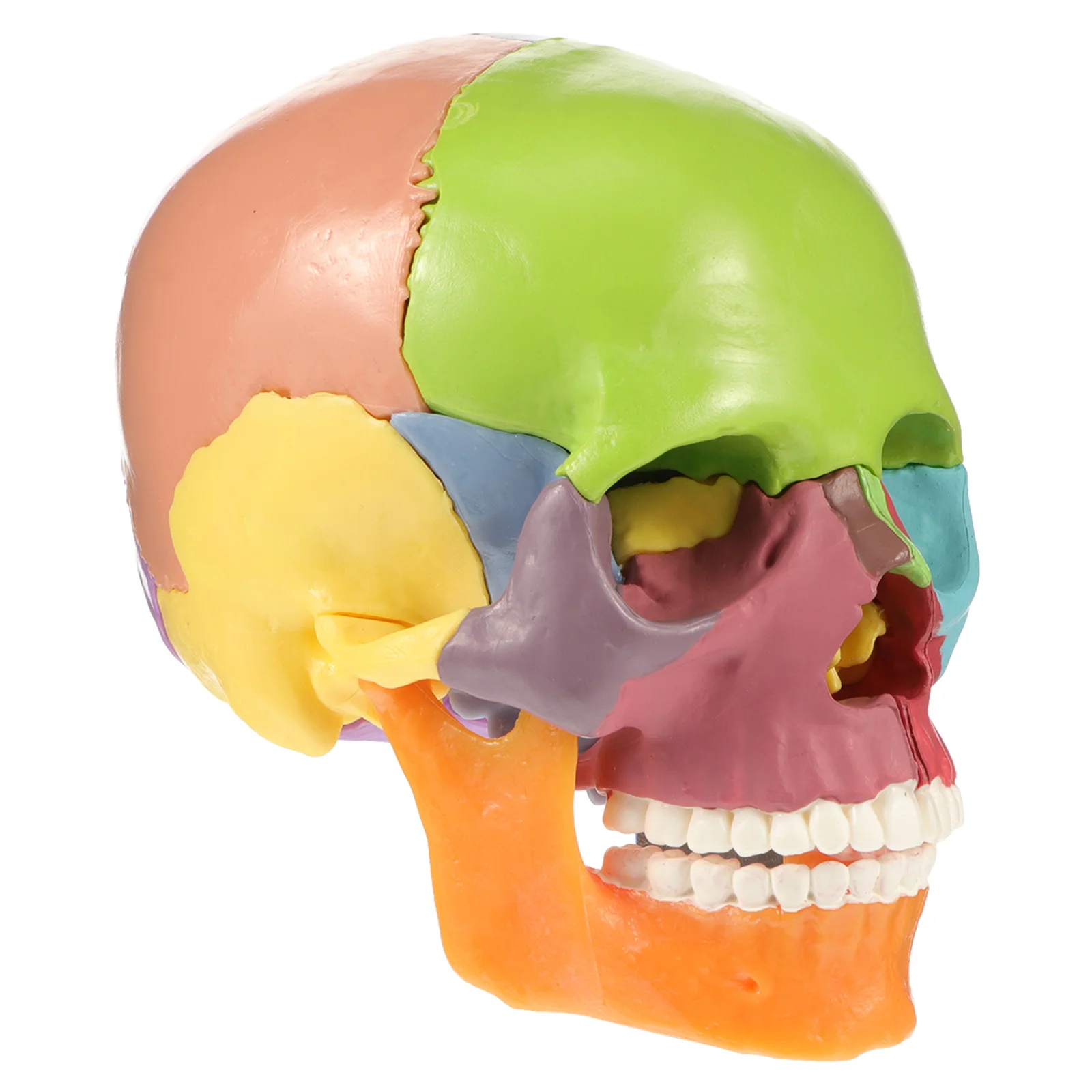 Modelo médico de cabeza de calavera, modelo de cráneo humano, modelo anatómico médico colorido, modelo de cráneo anatómico, adorno de escritorio