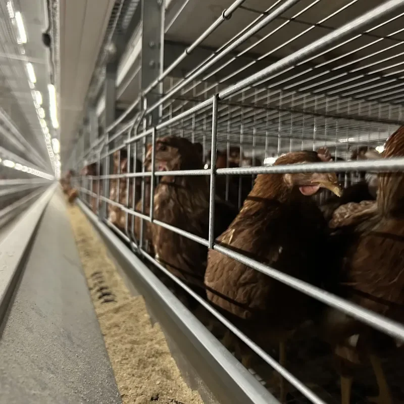Automatic Layer Chicken Cage Egg Poultry Farming Equipment for Commercial Egg Production