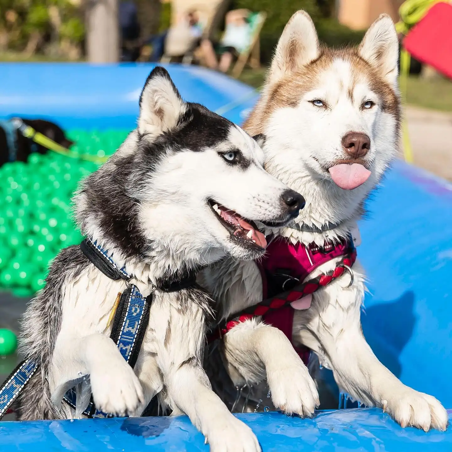 حار بيع كبير PVC الحيوانات الأليفة Airblow المياه بركة داخلي في الهواء الطلق الكلب حمام سباحة قابل للنفخ لفصل الصيف