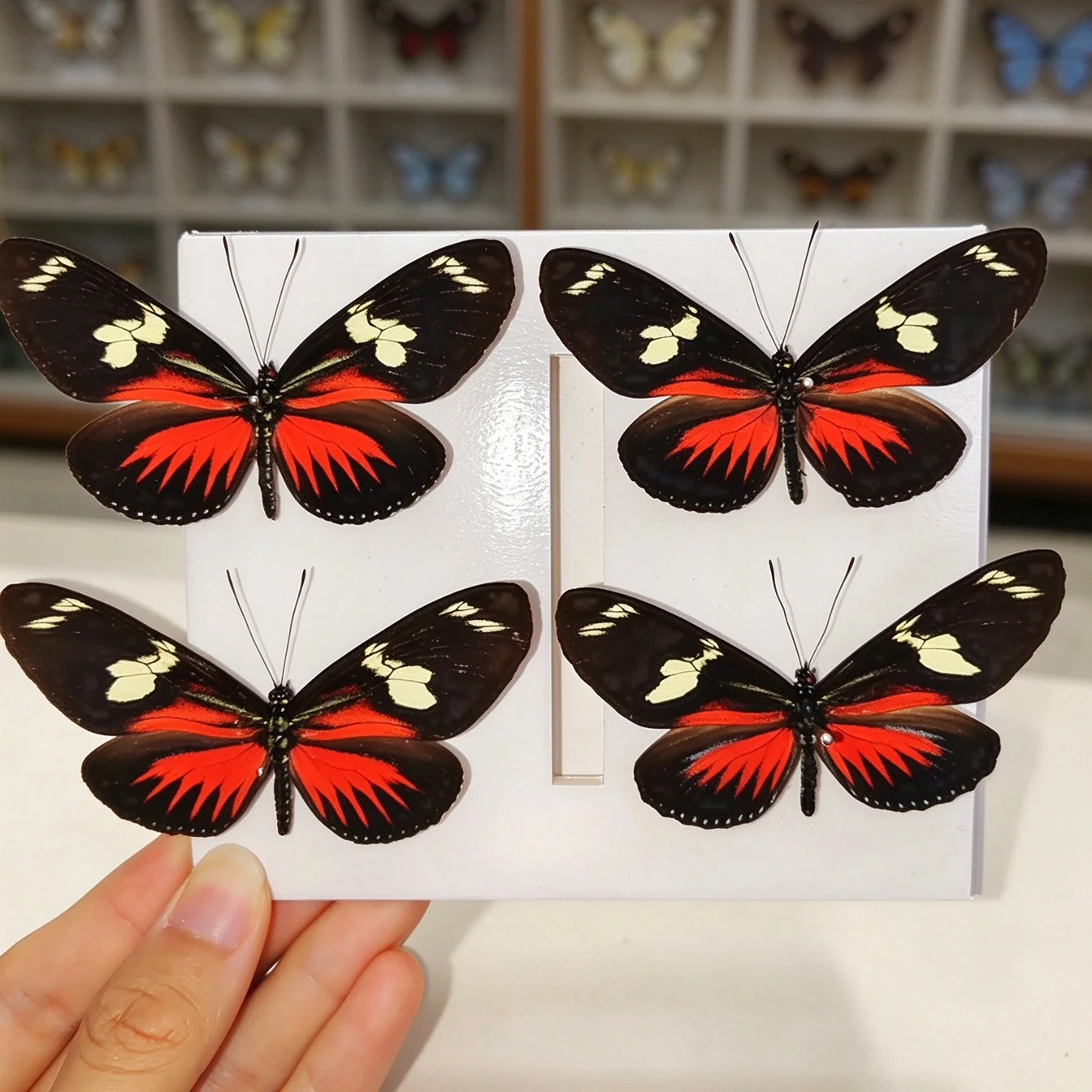 Real Dried Butterflies with Spread Wings Natural Doris Longwing Butterfly Specimens for Art Decorations, Taxidermy Gifts for Kid