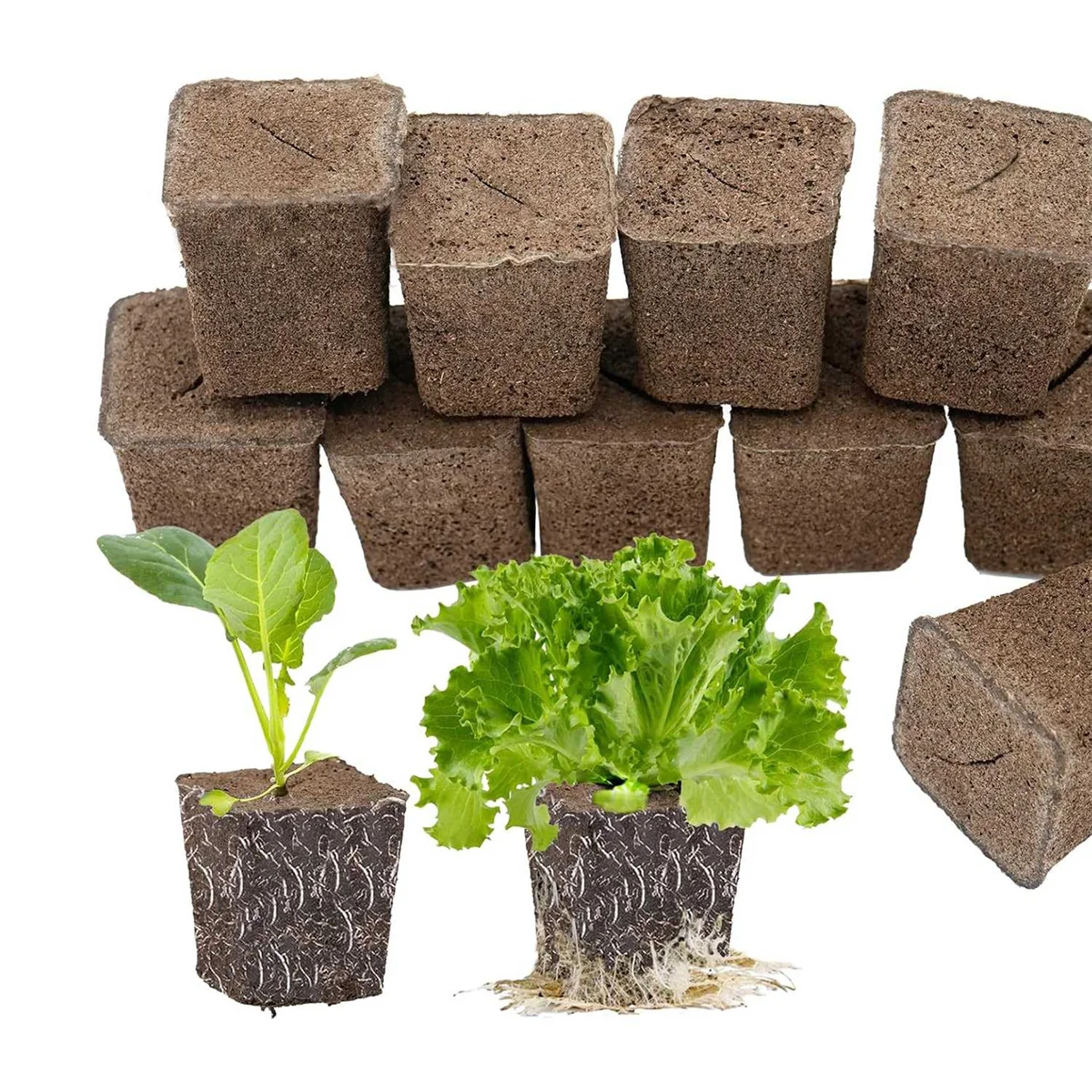 50 Hydroponic Seed Sponge for Seedlings, Clones, Cuttings, Promotes Rapid Rooting of Plants, Flowers and Vegetables