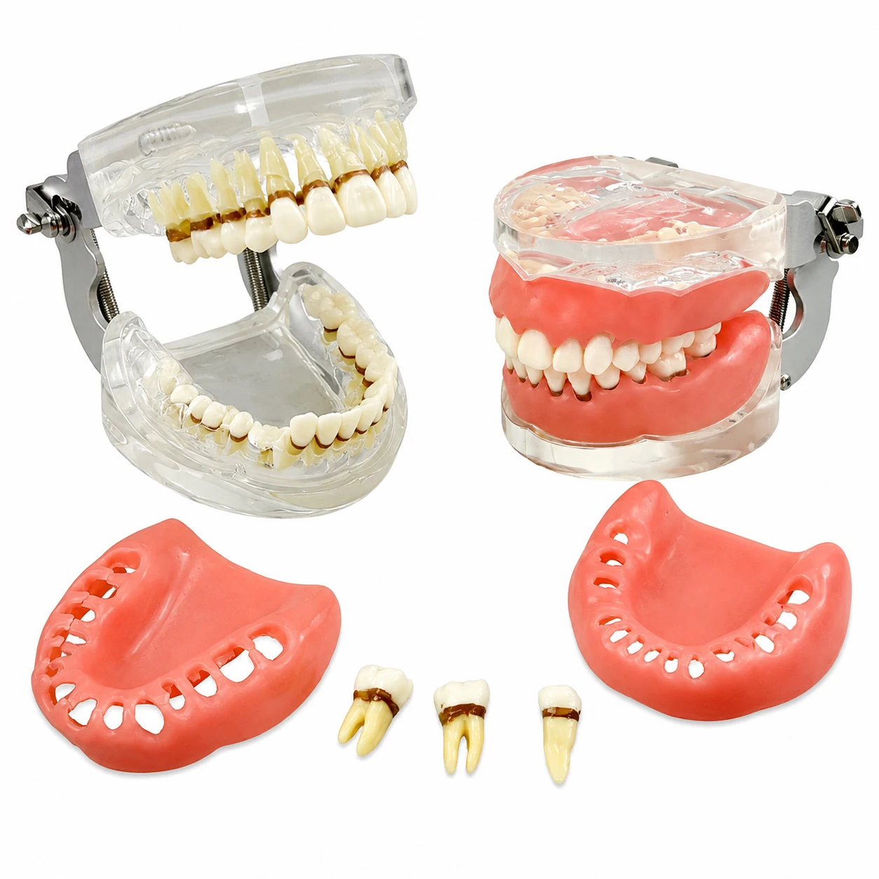 Impacted Wisdom Teeth Dental Model Removable Silicone Gum Detachable Teeth Surgery Training Tool For Dental Student Teaching Dem