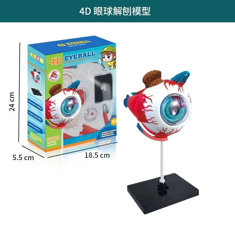 

4D Eye Model Children's Simulation Medicine Science and Education STEAM Brain Thinking Development Assembly Handmade Toys