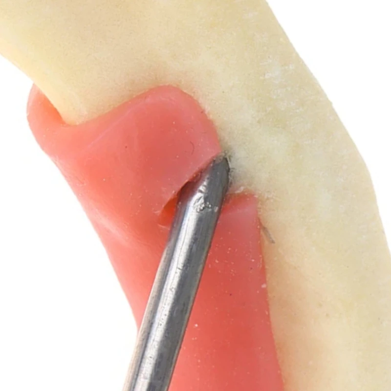 

Модель стоматологического лечения, анатомия десен, десна, модель ткани нижней части, стоматолог, обучение, демонстрационная модель зубов, стоматологическая лаборатория