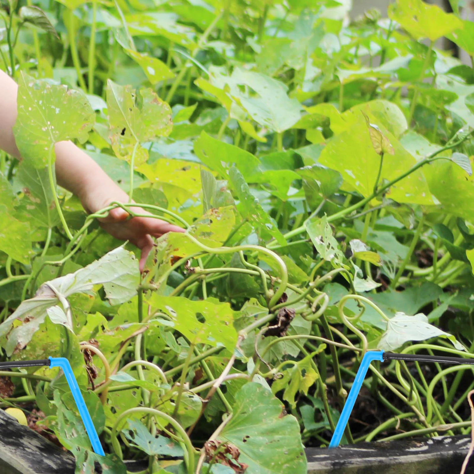 

10pcs Pressure Compensated Nozzle Plant Irrigation Spray Stablizer Drip System Gardening Agriculture Lawn Care