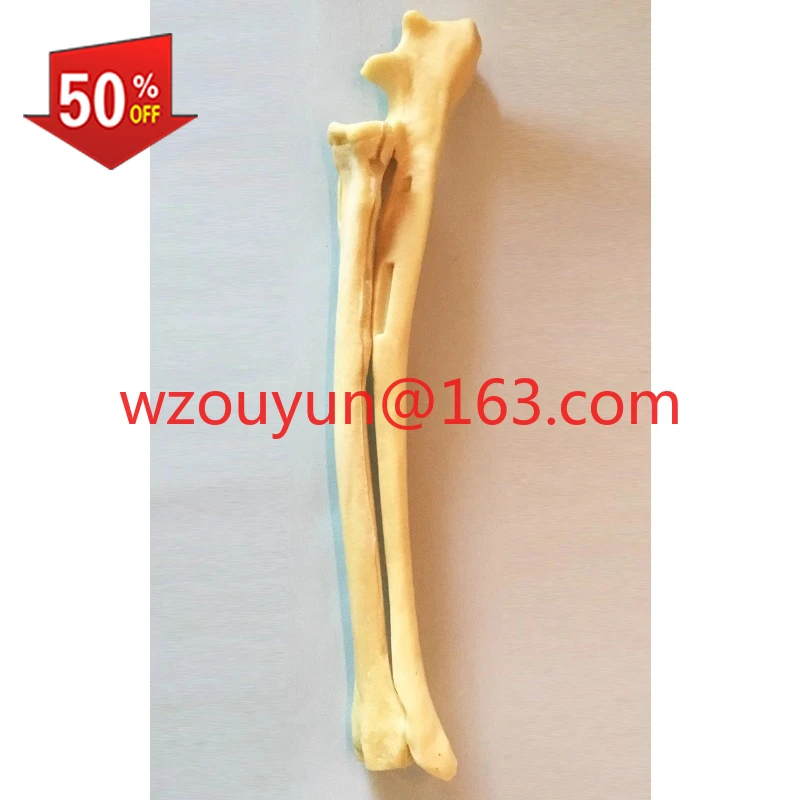 surgical-exercise-simulated-bone-dog-ulna-radius-model