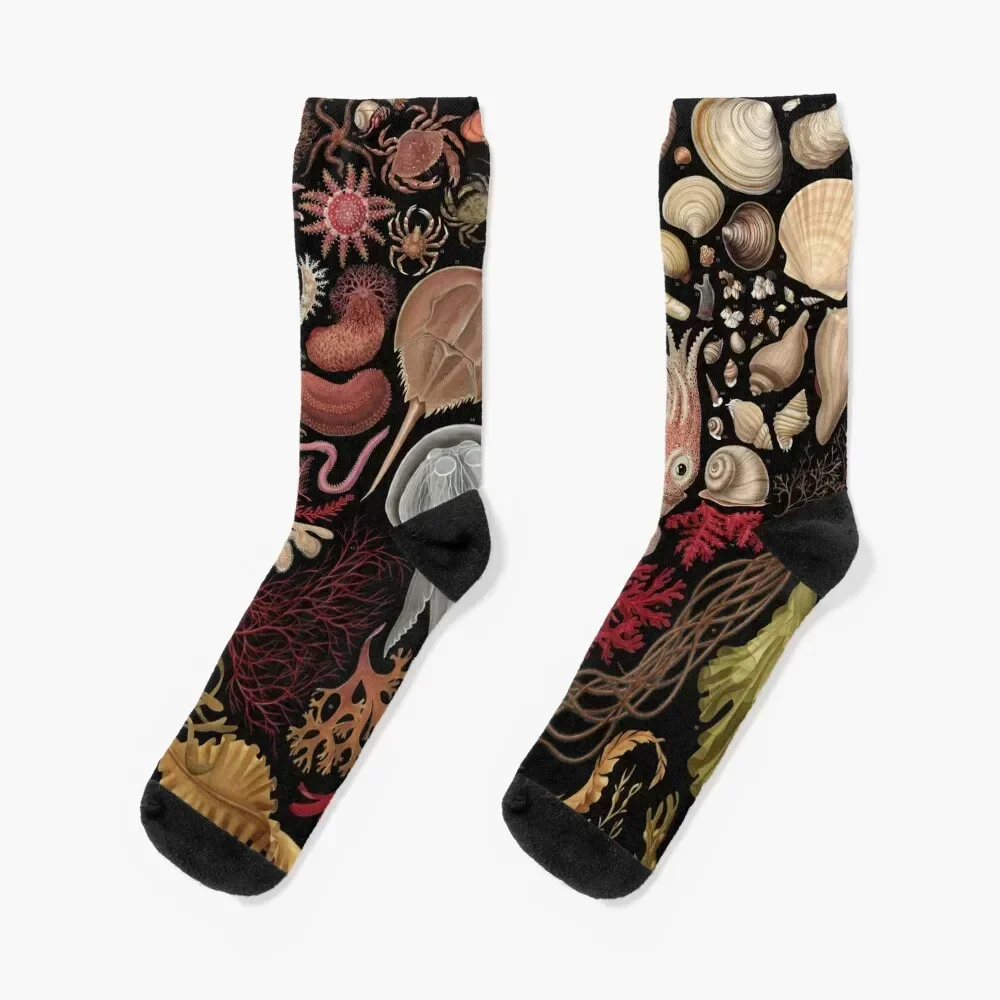 Intertidal Life of the North Atlantic Socks cotton valentine gift ideas Socks Man Women's