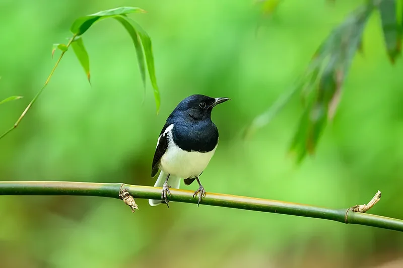 

9304E 1:18 4WD RC Багги — 2,4G, 390 Матовый, 40 км/ч, RTR