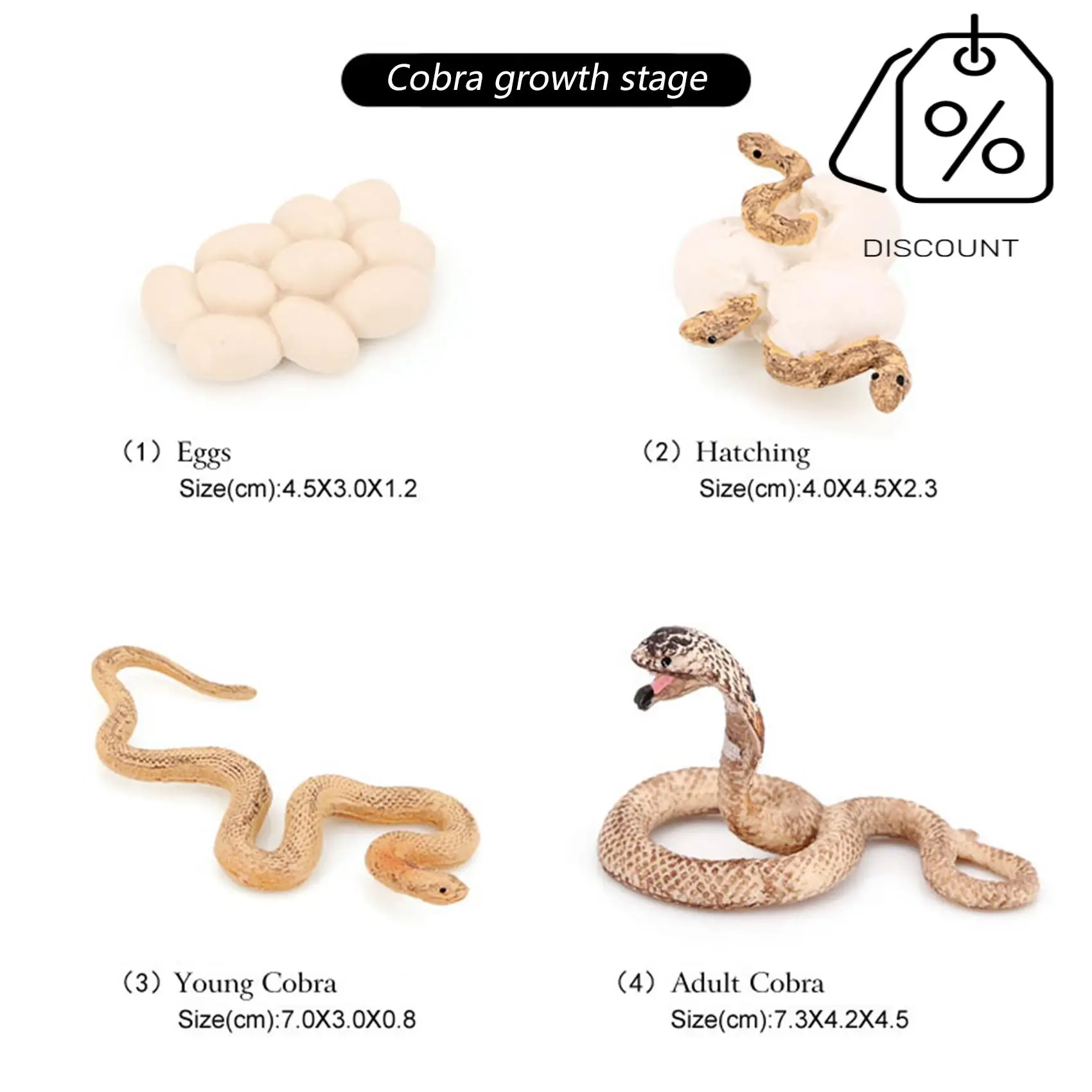 AS96-Realistic Animal Life Growth Cycle Biological Model Toys Snake Growth Cycle Biological Model
