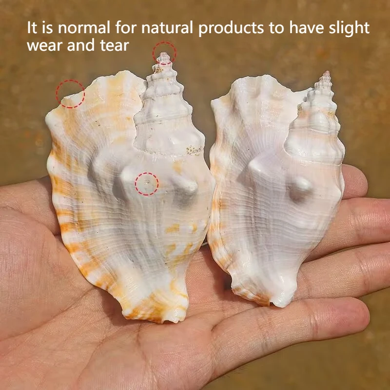 Purple Sleeve Phoenix Snail Fish Tank Landscaping Creative Home Collection Specimen Natural Mediterranean Decoration Undyed