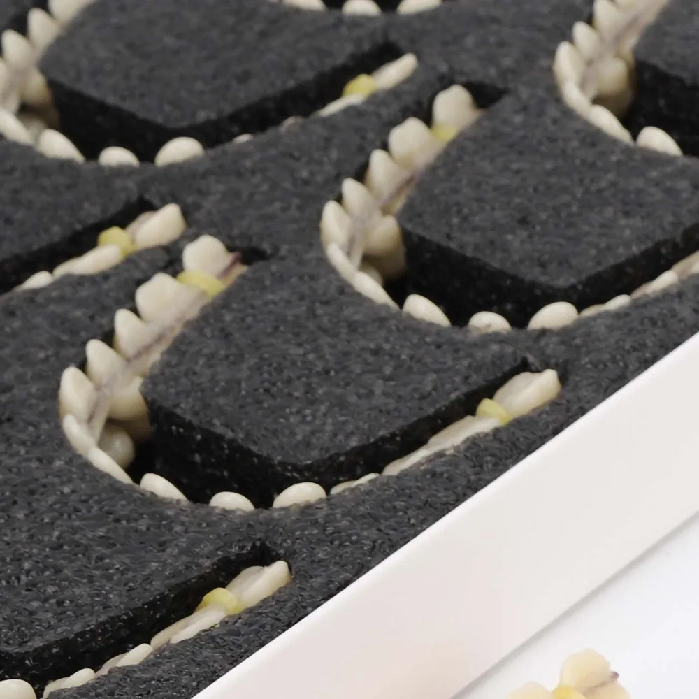1Pair Resin Dental Teeth Teaching Model Removable Dental Supply Resin Denture Teeth Set Teaching DIY False Teeth Dental Lab Use