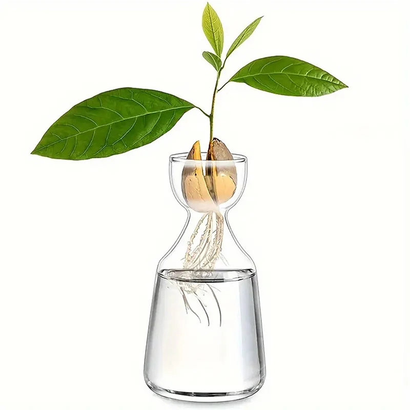 Avocado Seed Starter Vase Transparent Glass Vase For Growing Plant Glass Seed Growing Kit For Gardening Lovers