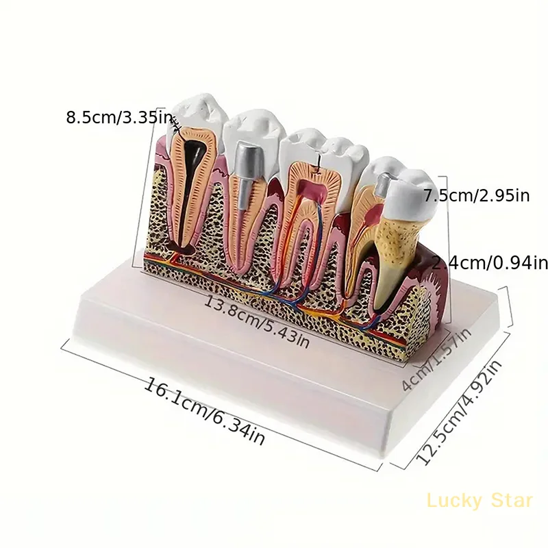 Standard Dental Oral Teeth Anatomical Teaching Model Comprehensive Tooth Structure Model Dentist Dental Student Demonstration