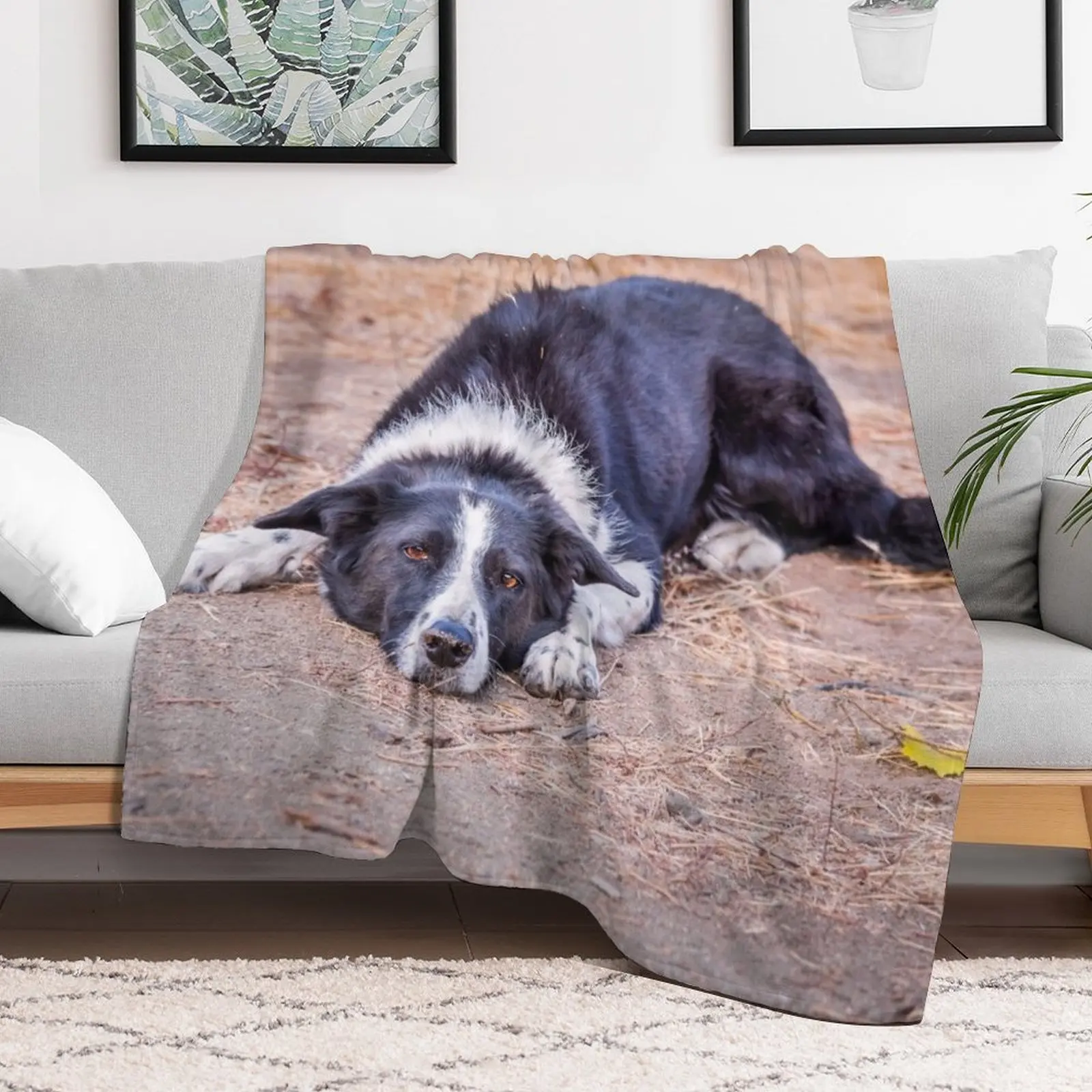 Cute Border Collie Lying on Ground Throw Blanket Custom Cute Blankets