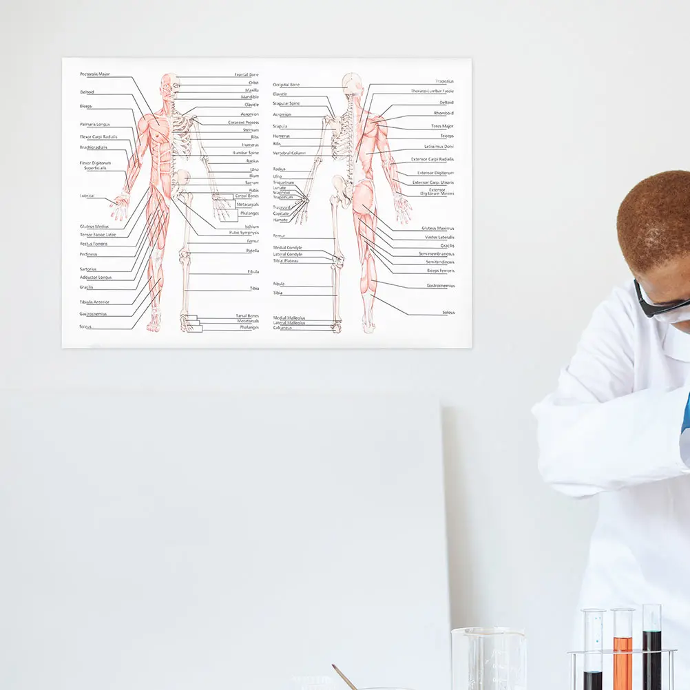 

2 Pcs Skeletal Muscle Poster Anatomy Classroom Decor Human Study Tools Posters Body