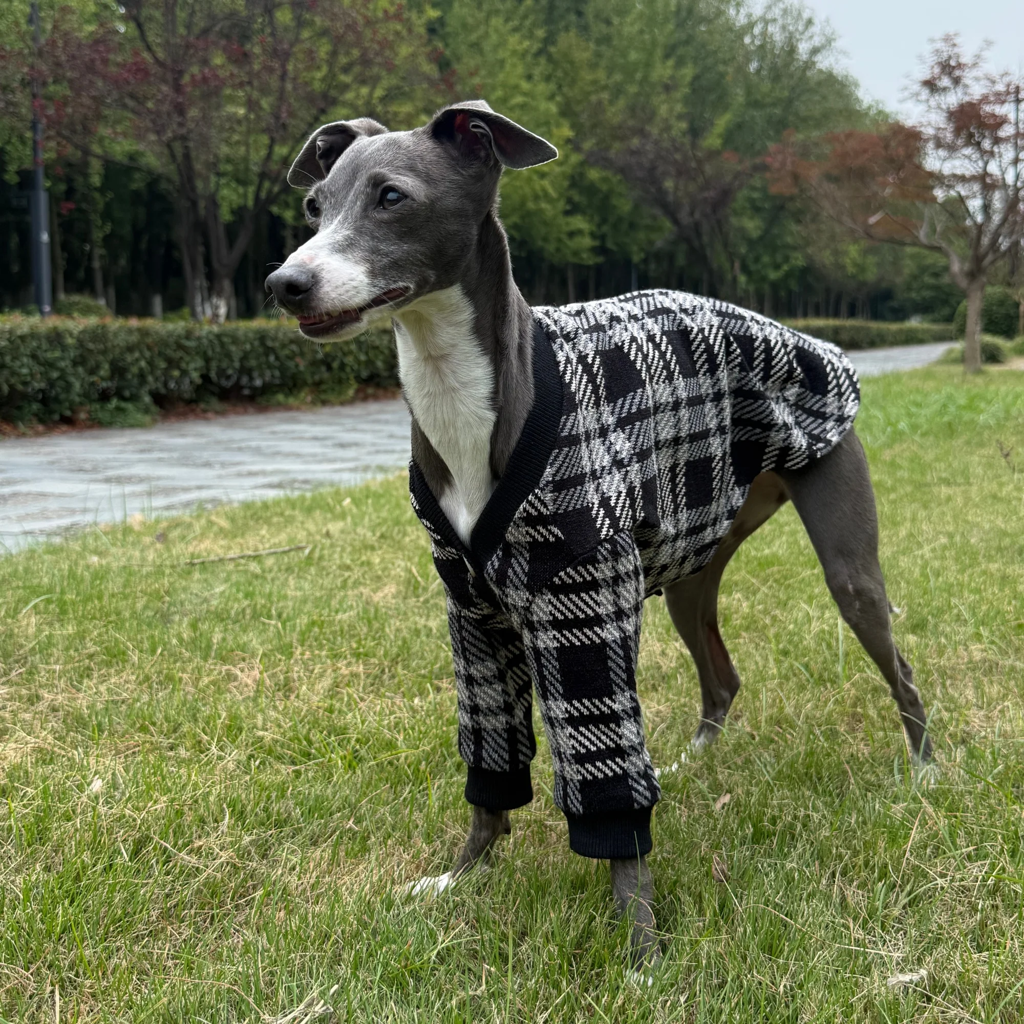 Warme, zachte gebreide trui, kleding voor windhonden, lange mouwen, vintage Britse stijl, cardigan voor de Italiaanse windhond, ideaal voor de winter.
